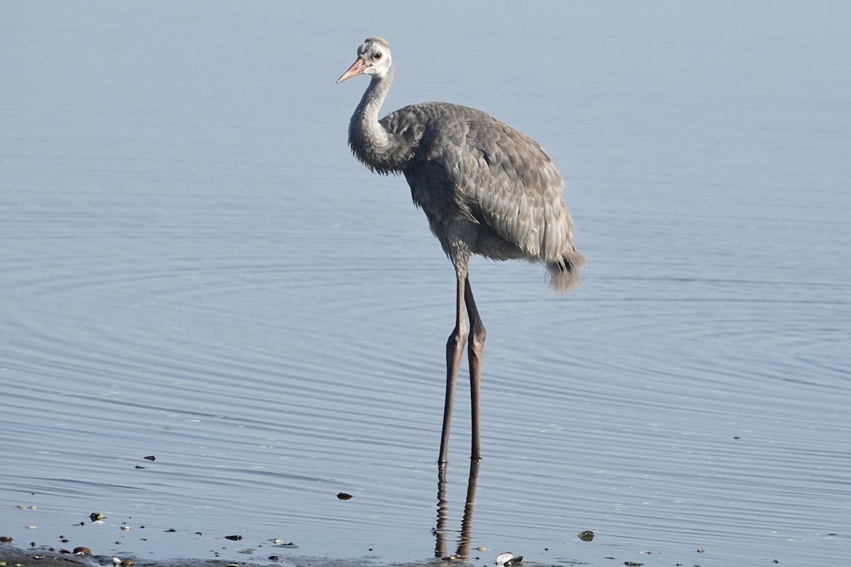 Sandhill Crane - Alena Capek