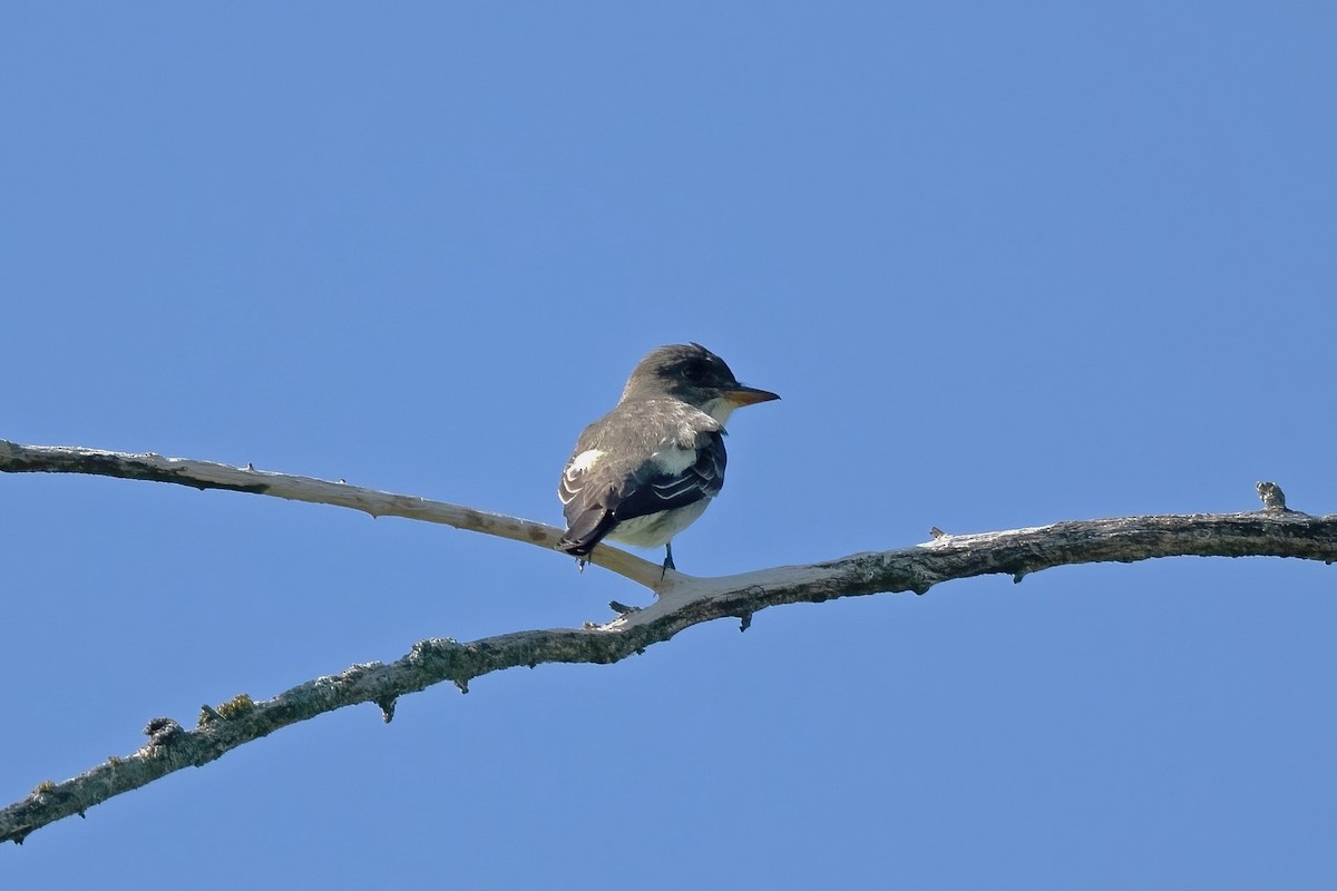 Olive-sided Flycatcher - Steve Kruse