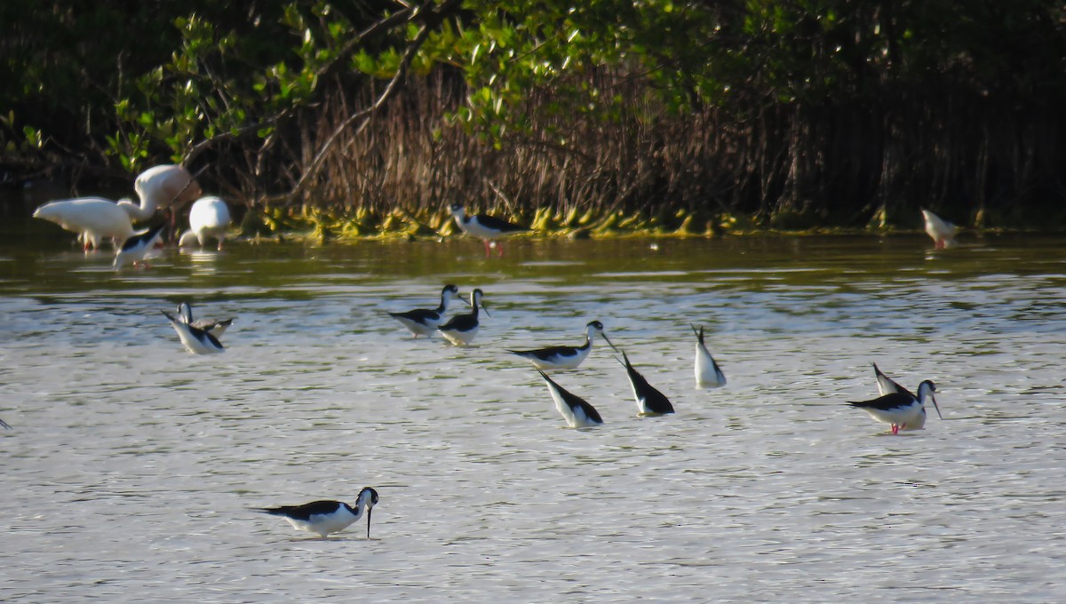 Black-necked Stilt - Scot Duncan