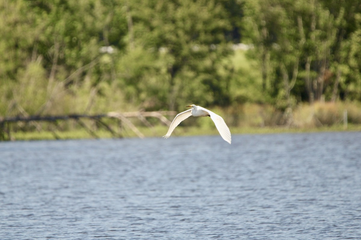 Great Egret - ML619626770