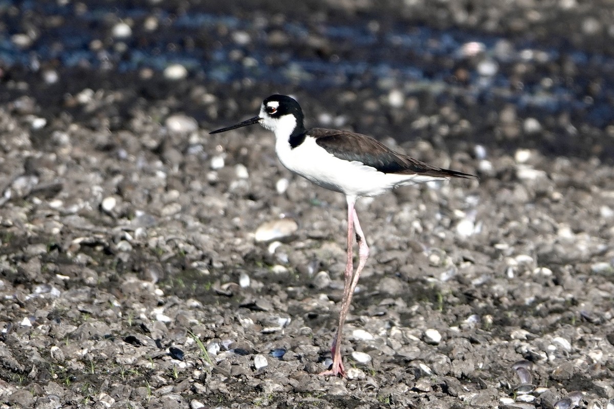 Black-necked Stilt - Alena Capek