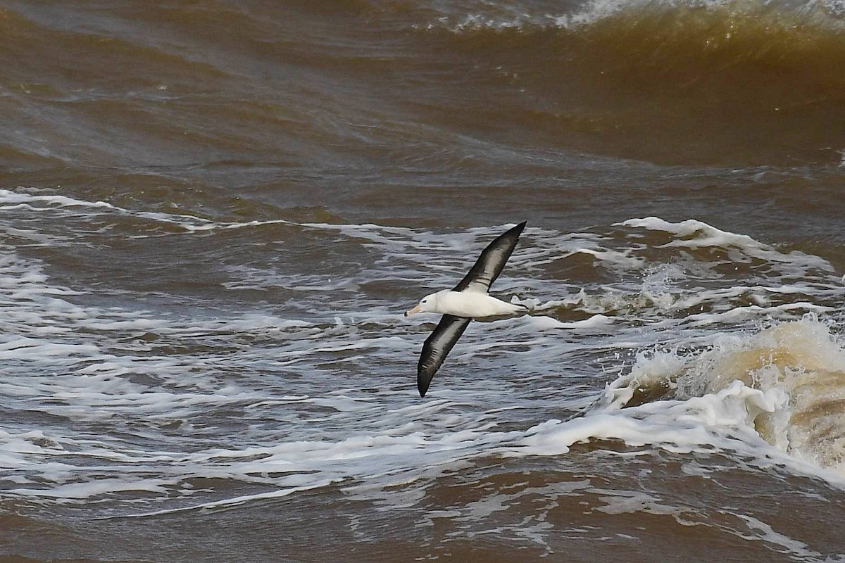 Black-browed Albatross - Marcelo Cuadrado