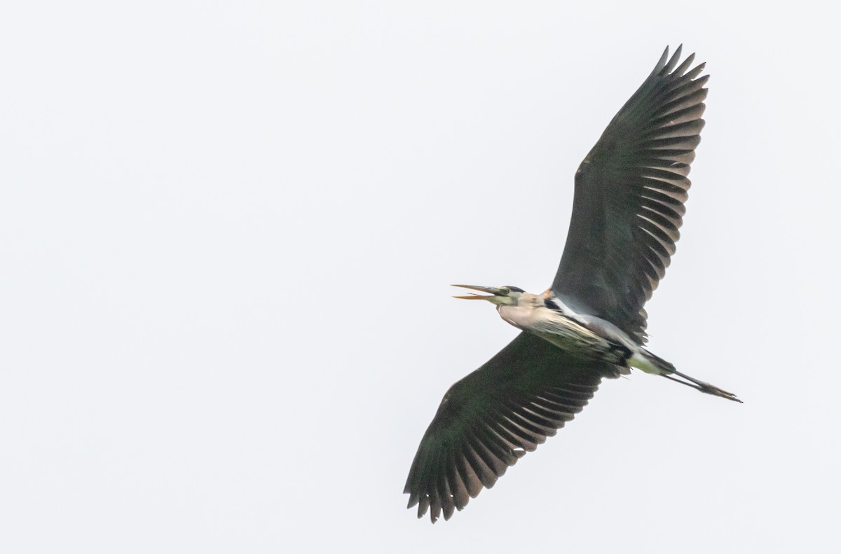 Great Blue Heron - Richard Skevington