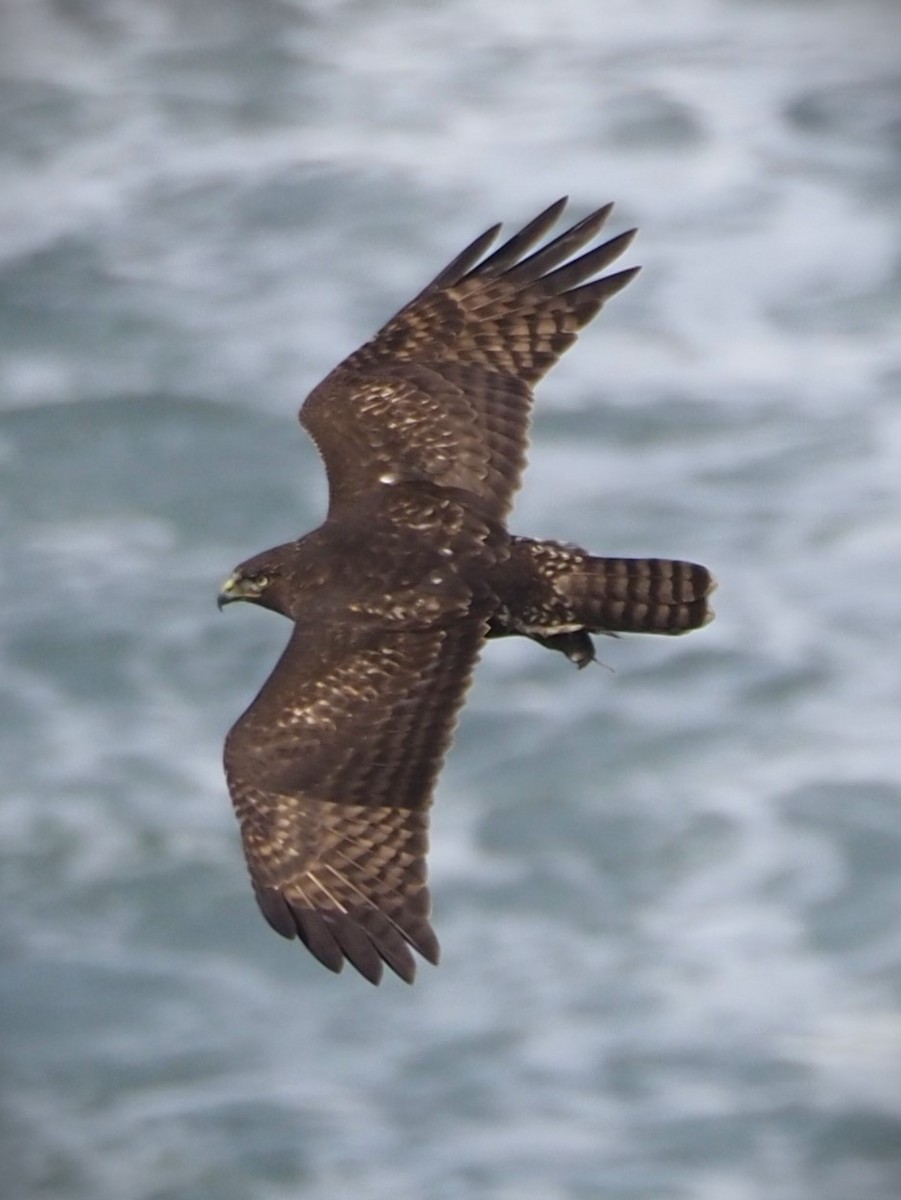 Red-tailed Hawk - ML619626780