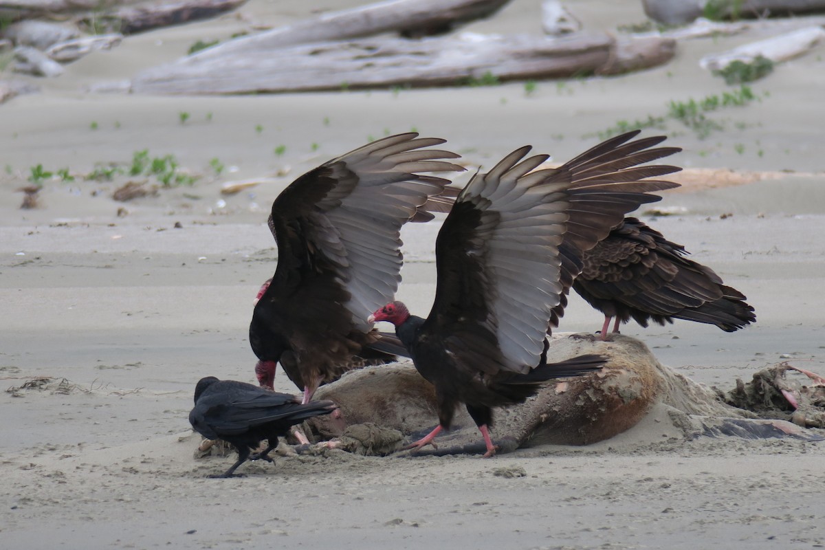 Turkey Vulture - Adrian Dorst