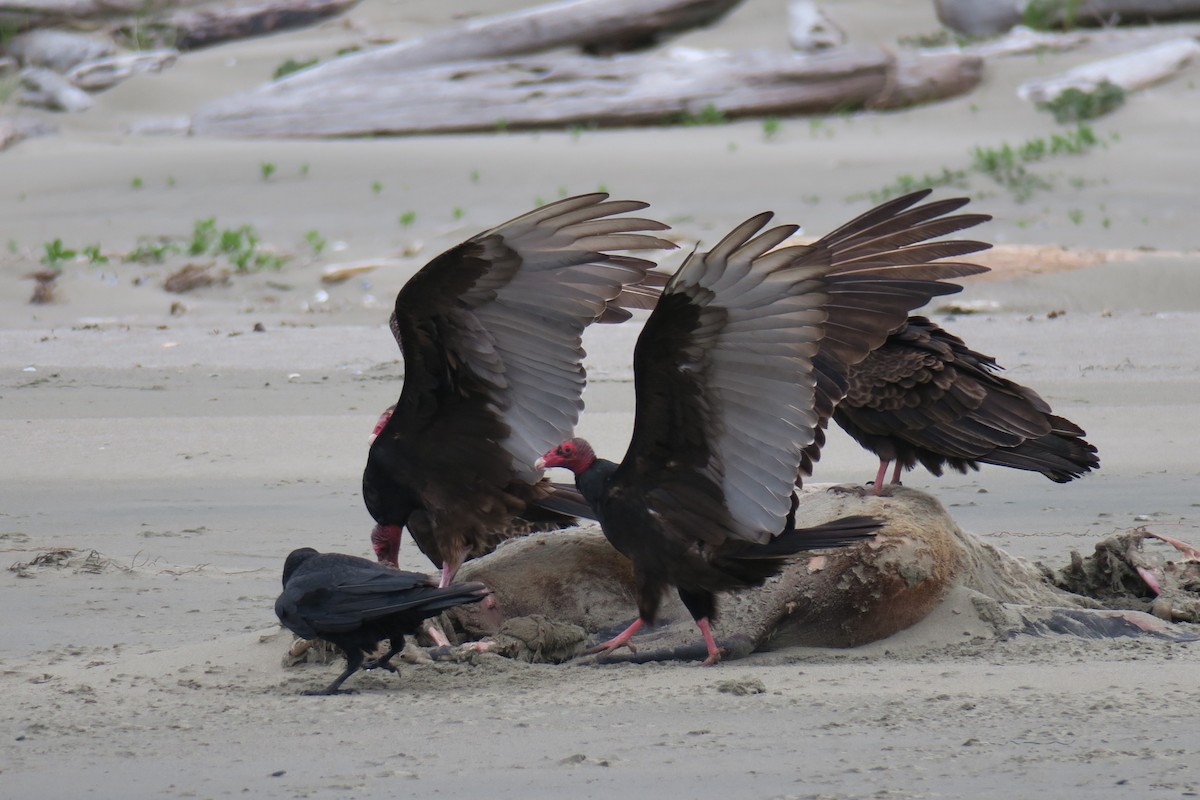 Turkey Vulture - ML619626782