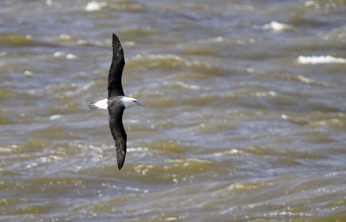 Albatros à sourcils noirs - ML619626783