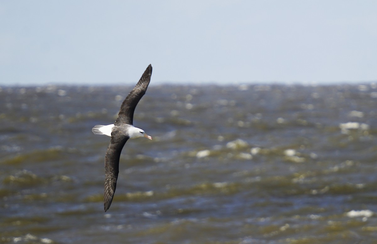 Black-browed Albatross - Adrian Antunez