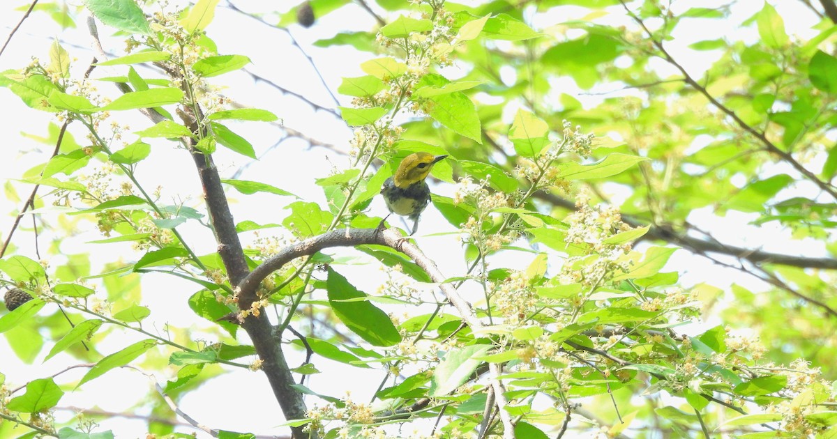 Black-throated Green Warbler - ML619626786