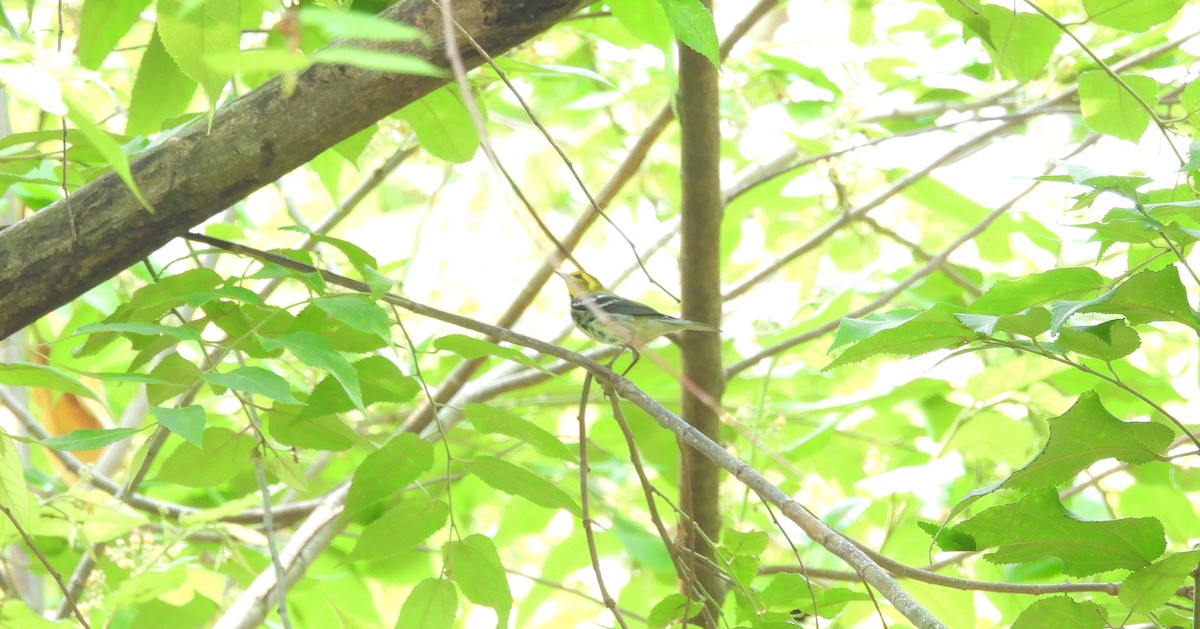Black-throated Green Warbler - ML619626787