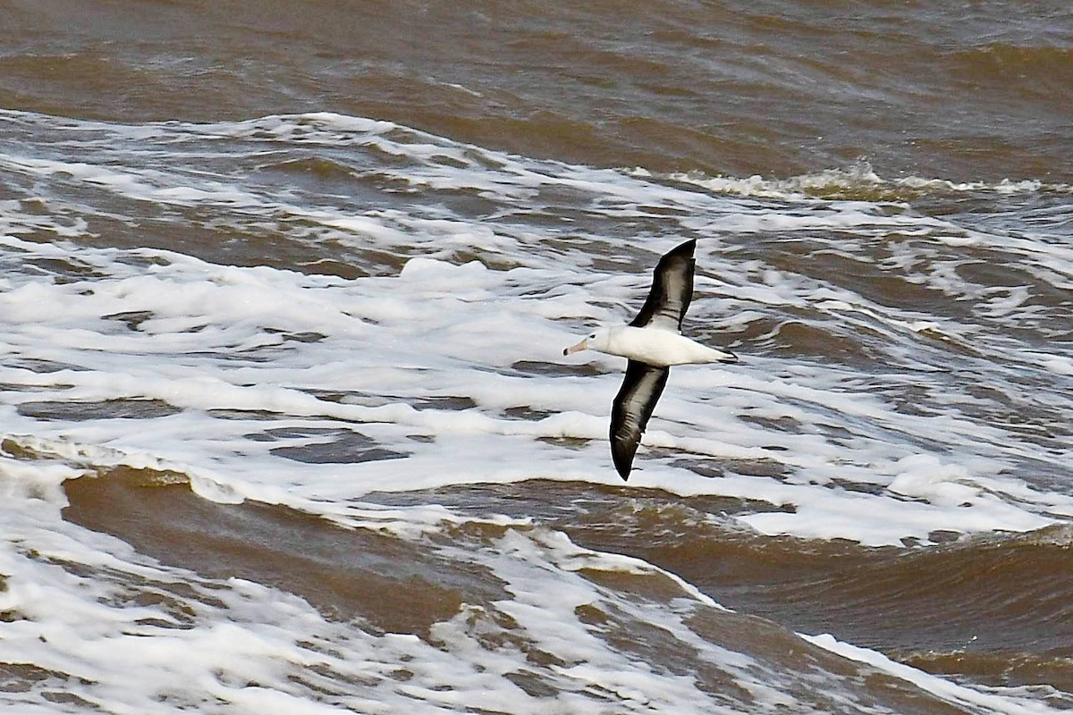 Black-browed Albatross - Marcelo Cuadrado