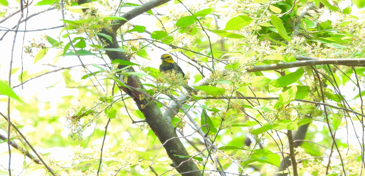 Black-throated Green Warbler - ML619626793