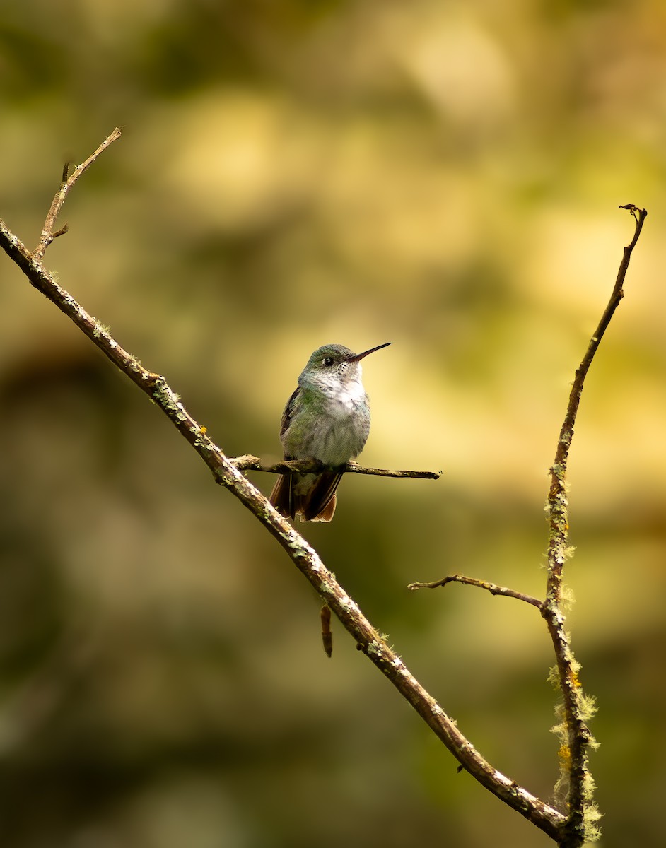 Green-and-white Hummingbird - Miguel Villena