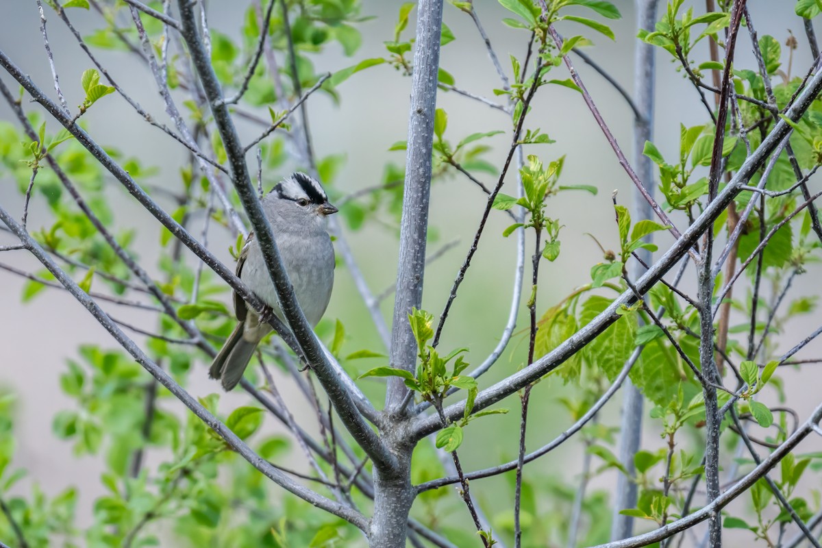 White-crowned Sparrow - Matt Saunders