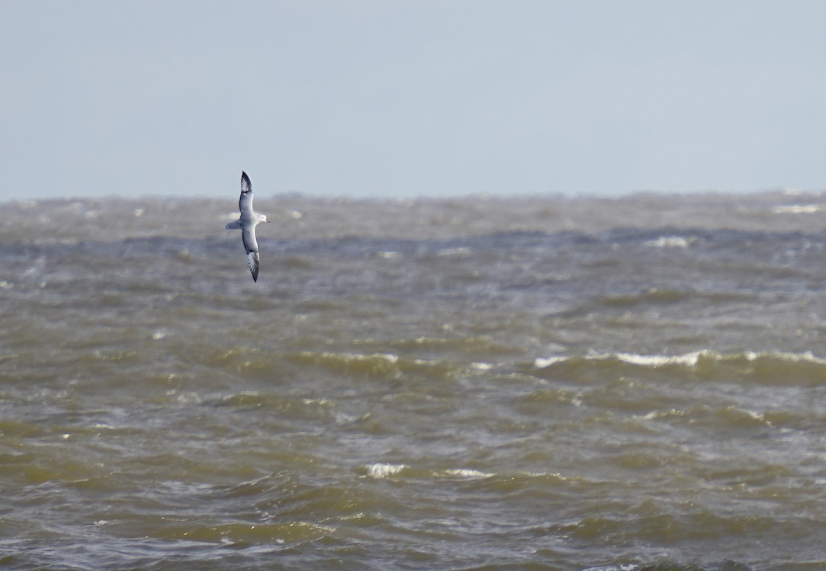 Fulmar argenté - ML619626800