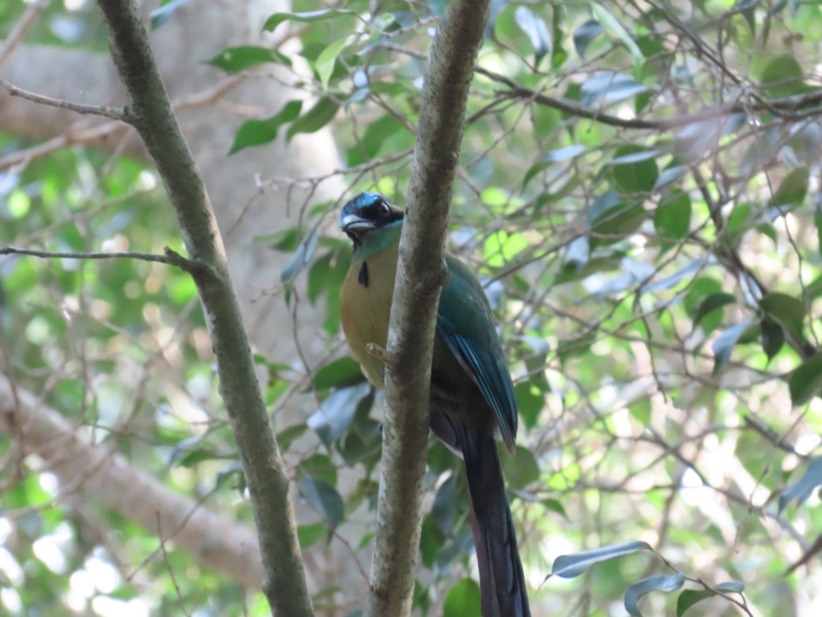 Lesson's Motmot - Andrés López Rodríguez