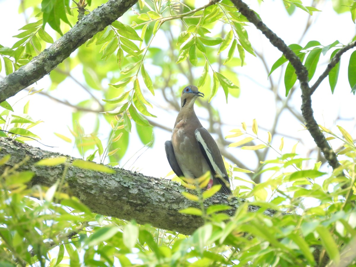 White-winged Dove - Manuel Graniel