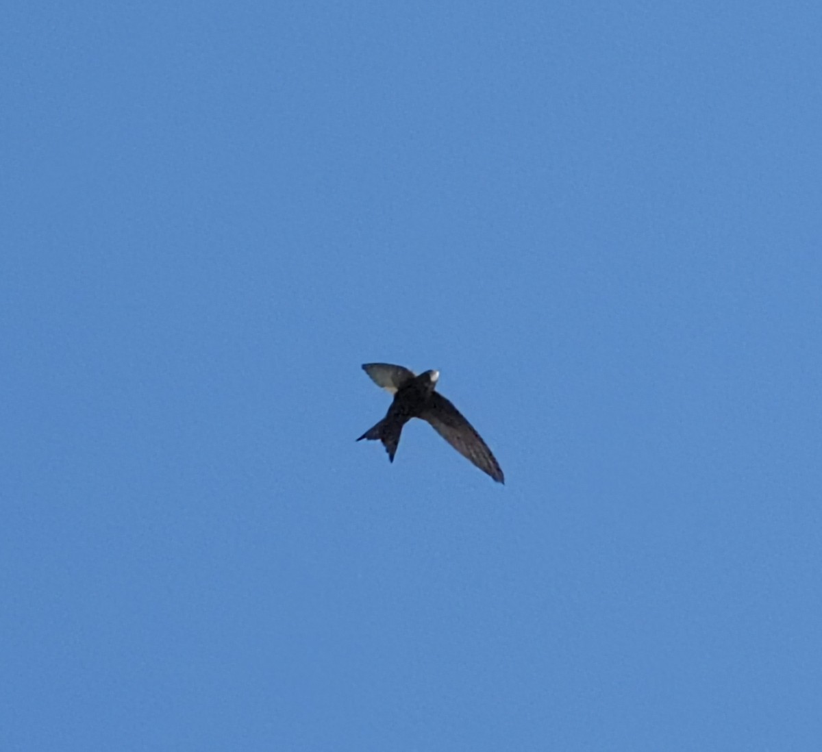 Common Swift - Gordon Newman