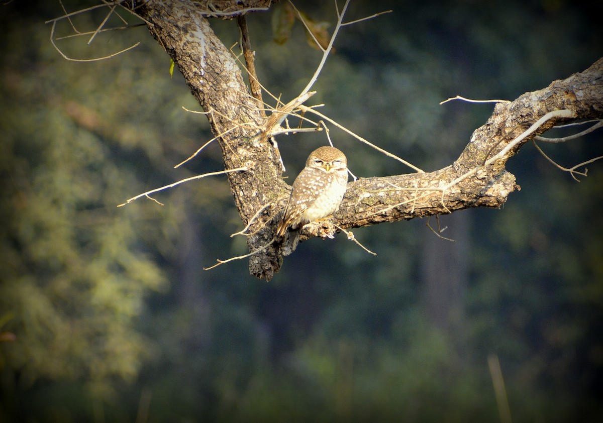 Spotted Owlet - ML619626819