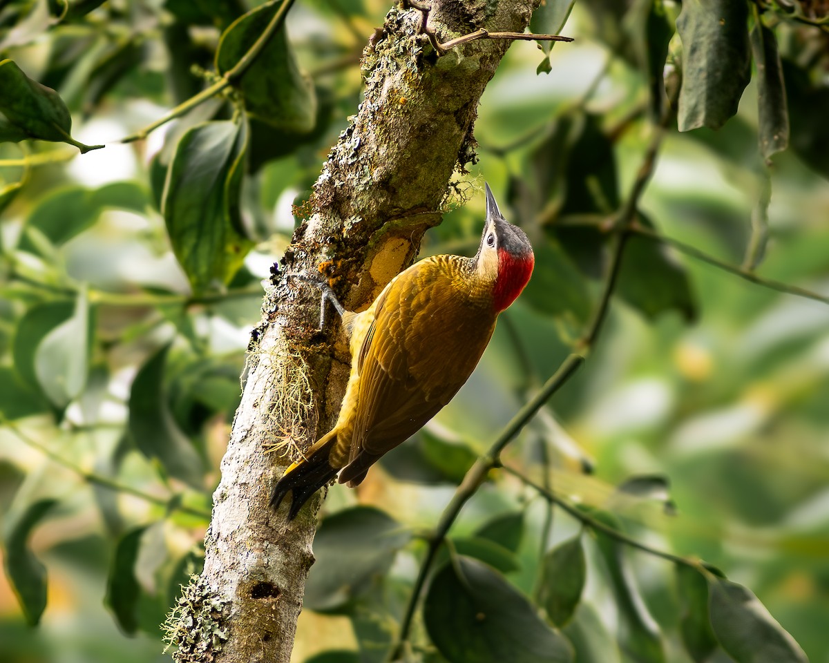 Golden-olive Woodpecker - ML619626823