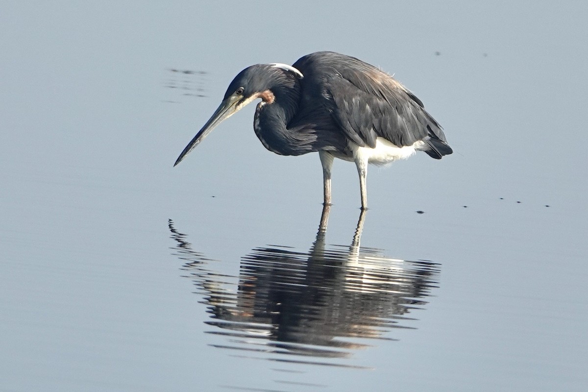 Tricolored Heron - Alena Capek