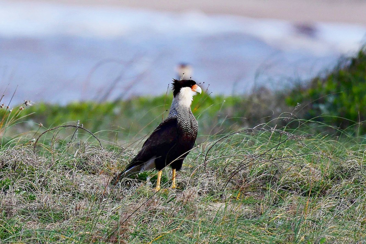 Crested Caracara - ML619626827