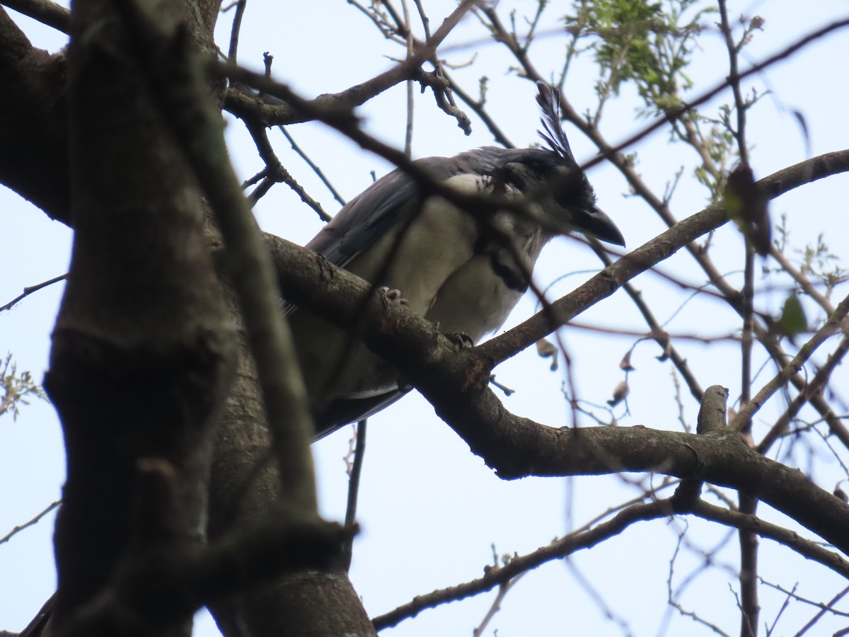 White-throated Magpie-Jay - Andrés López Rodríguez