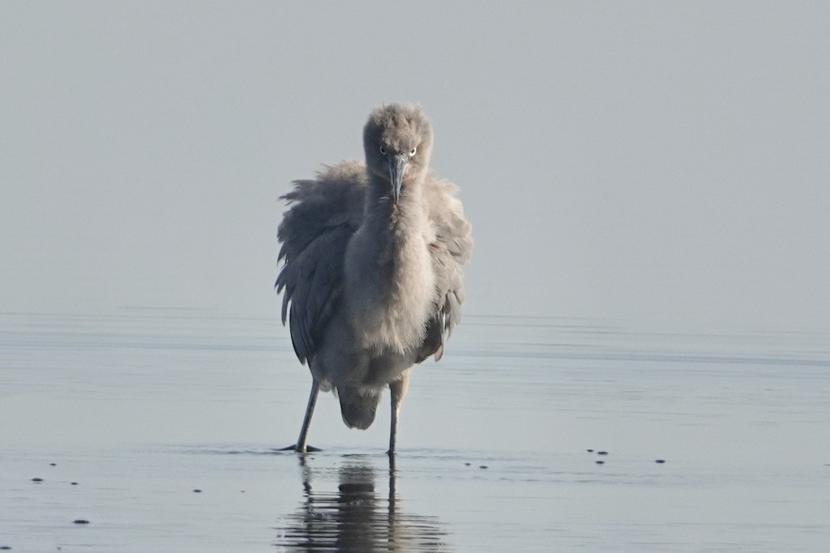 Reddish Egret - ML619626837