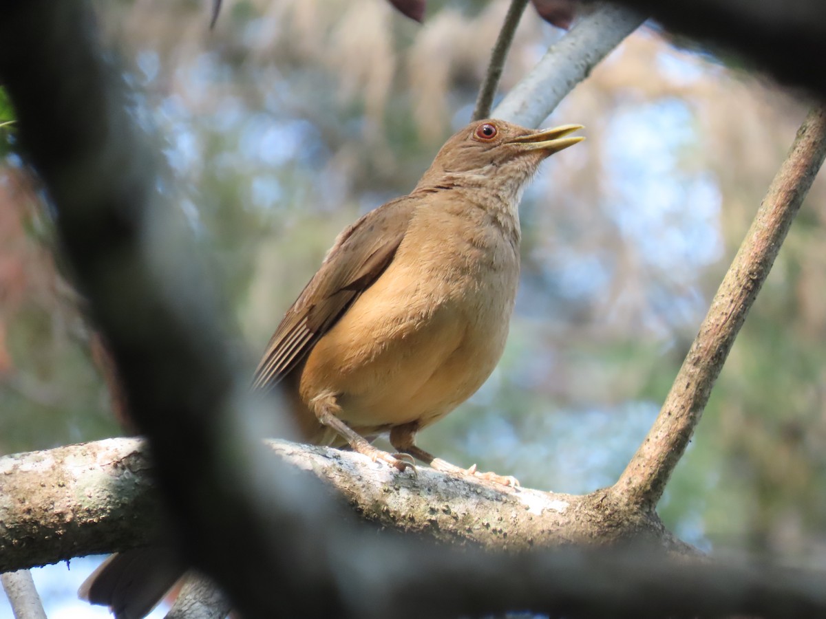 Clay-colored Thrush - Andrés López Rodríguez