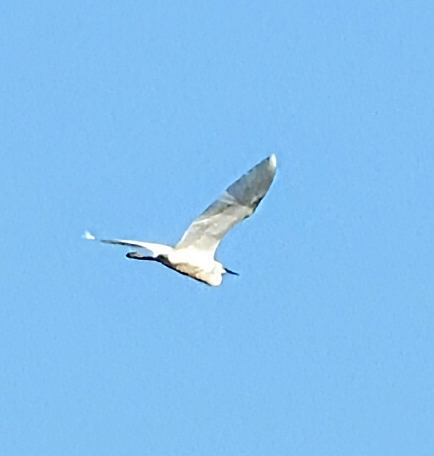 Little Egret - Gordon Newman