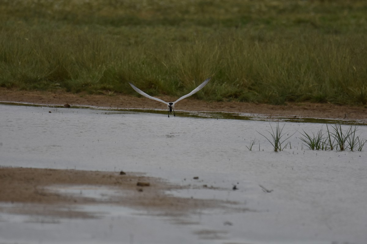 Gull-billed Tern - ML619626850