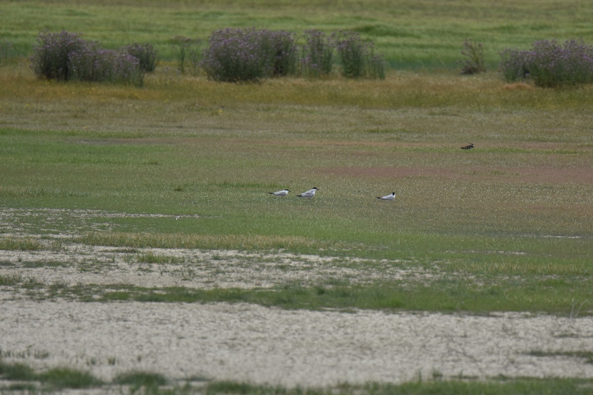 Gull-billed Tern - ML619626851