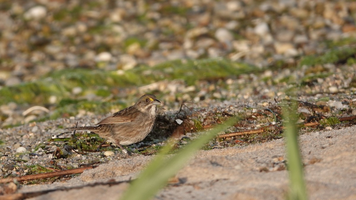 Seaside Sparrow - leo wexler-mann