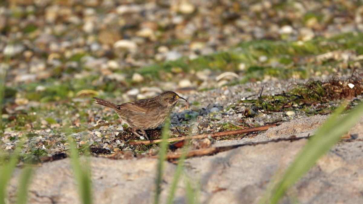 Seaside Sparrow - leo wexler-mann