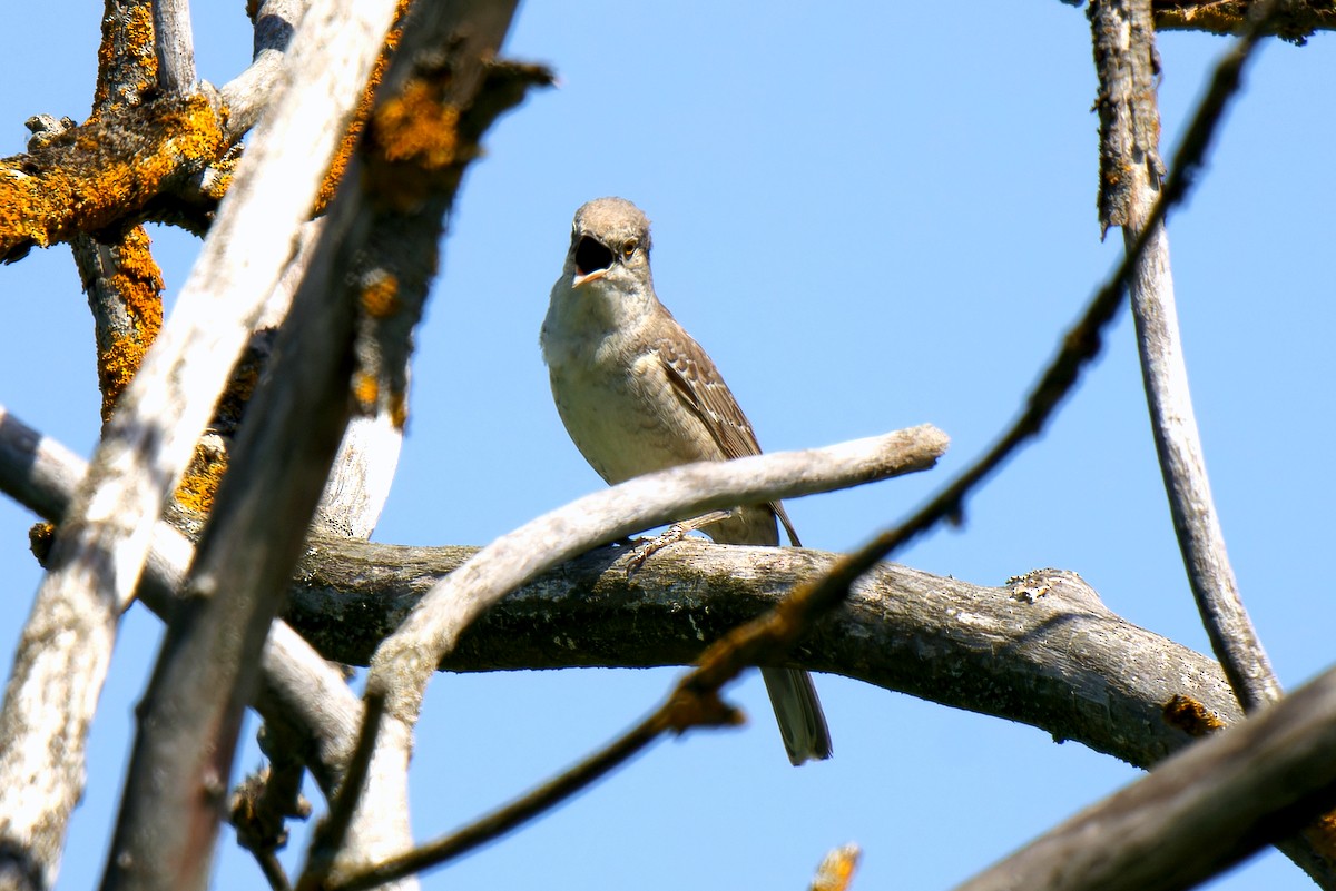 Barred Warbler - ML619626865