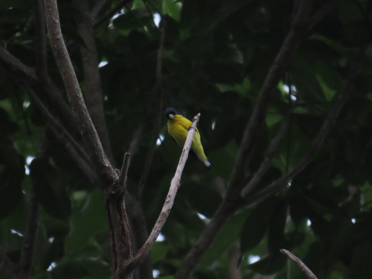 Lesser Goldfinch - Andrés López Rodríguez