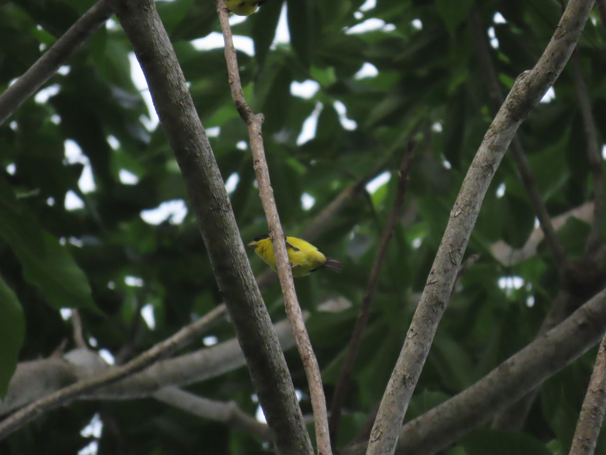 Lesser Goldfinch - Andrés López Rodríguez