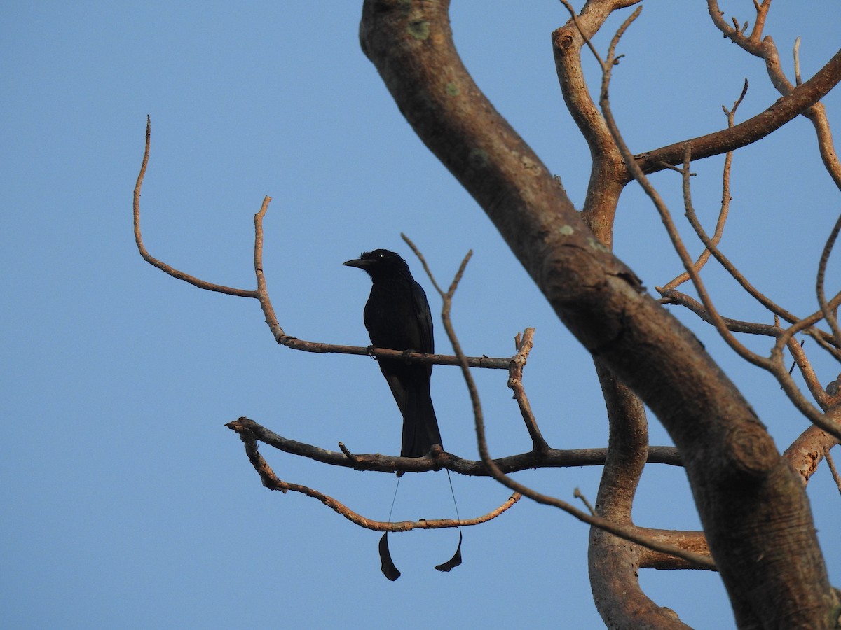 Greater Racket-tailed Drongo - Prabhudatta Bal