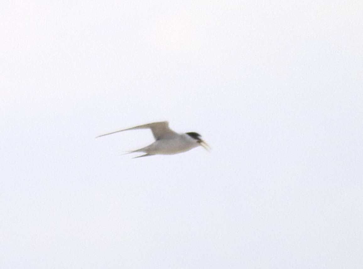 Least Tern - Anonymous