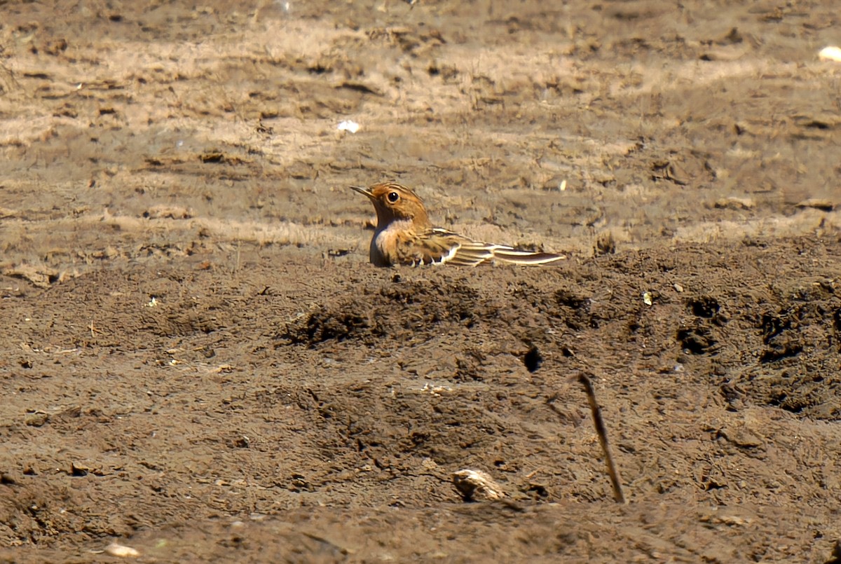 Red-throated Pipit - Sergey Simonov