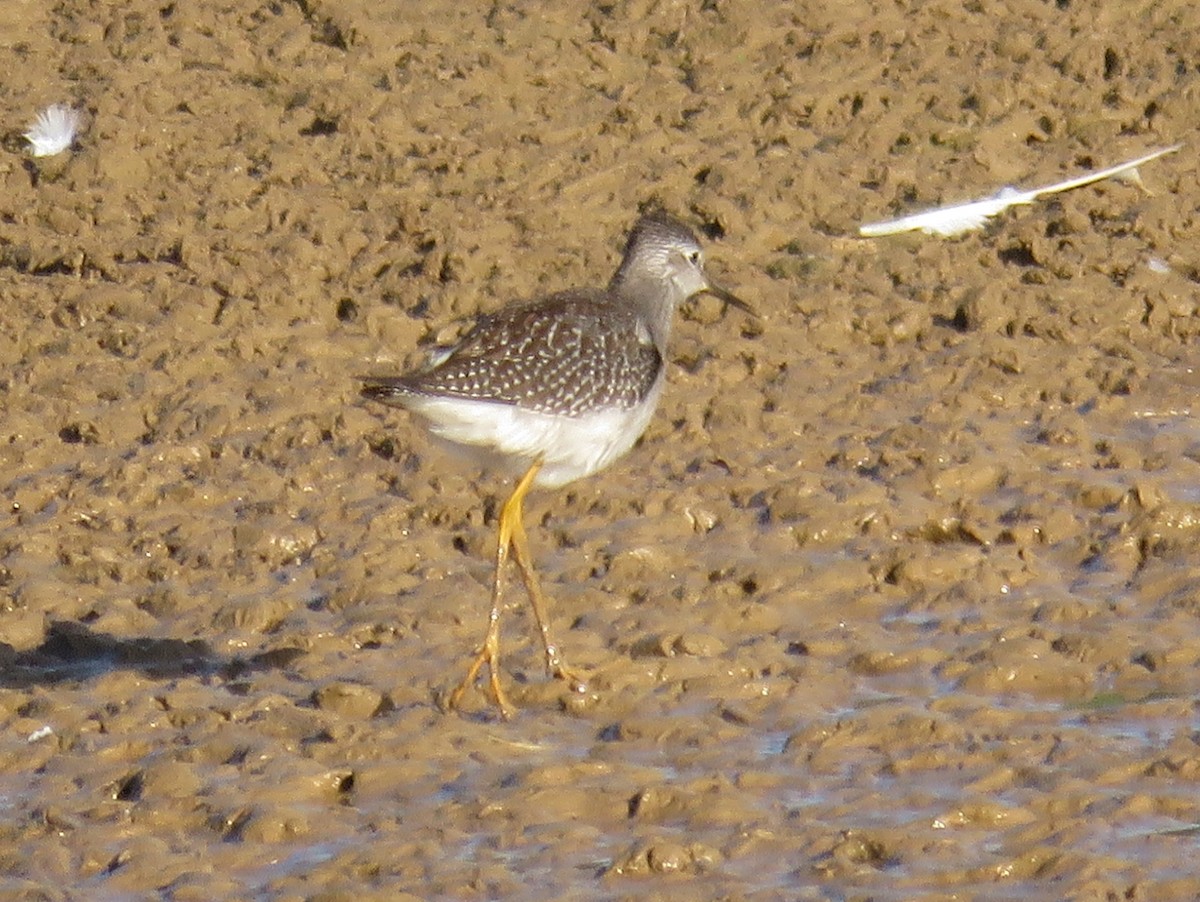 Lesser Yellowlegs - Pedro Ramalho