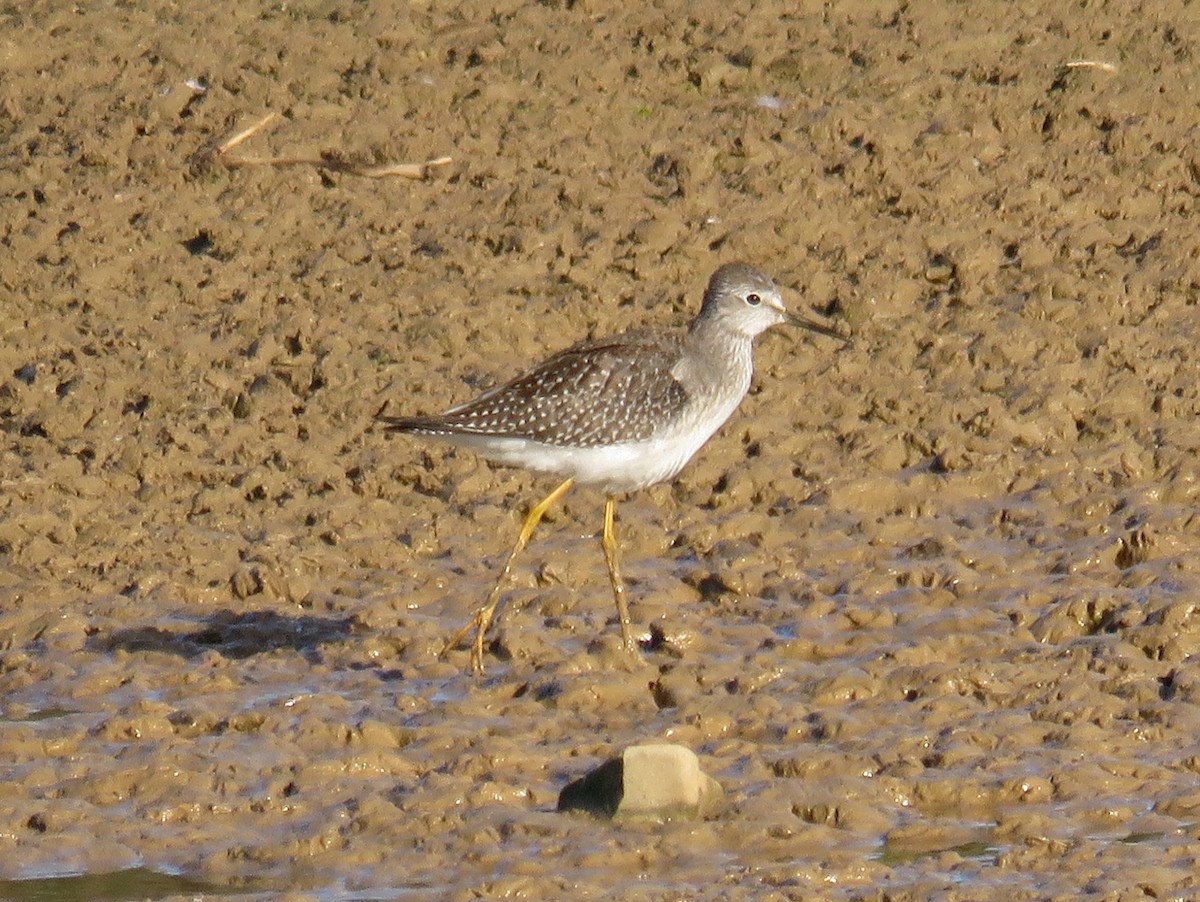 Lesser Yellowlegs - Pedro Ramalho