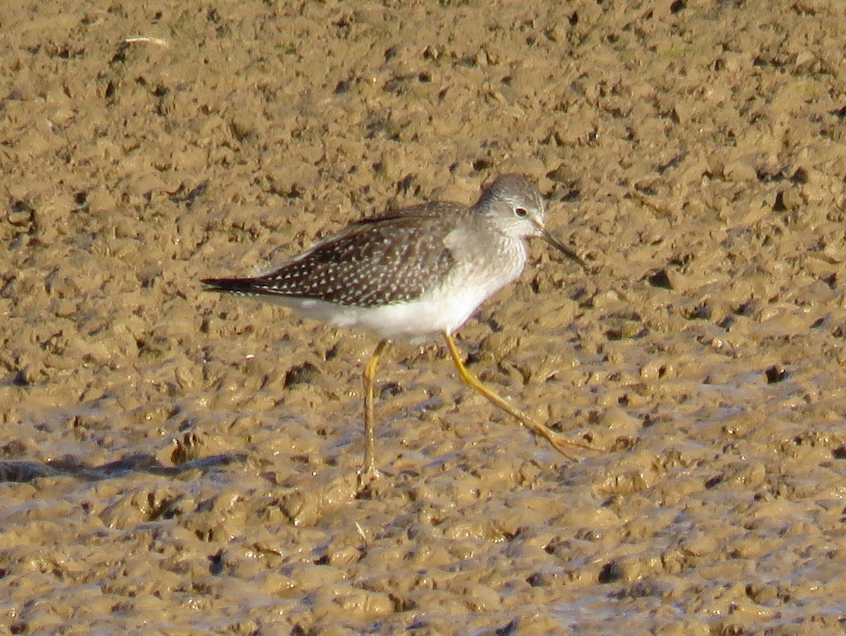 Lesser Yellowlegs - Pedro Ramalho