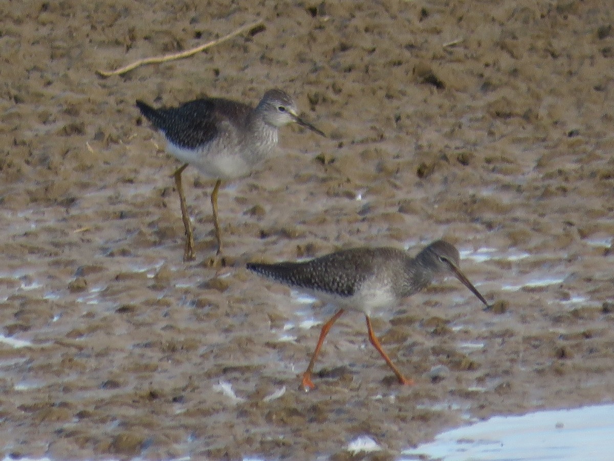 Lesser Yellowlegs - Pedro Ramalho