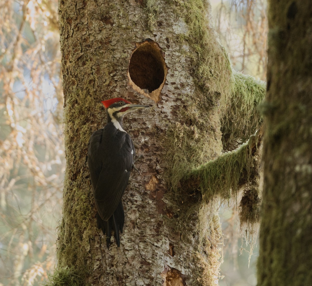 Pileated Woodpecker - Richard Niemeyer