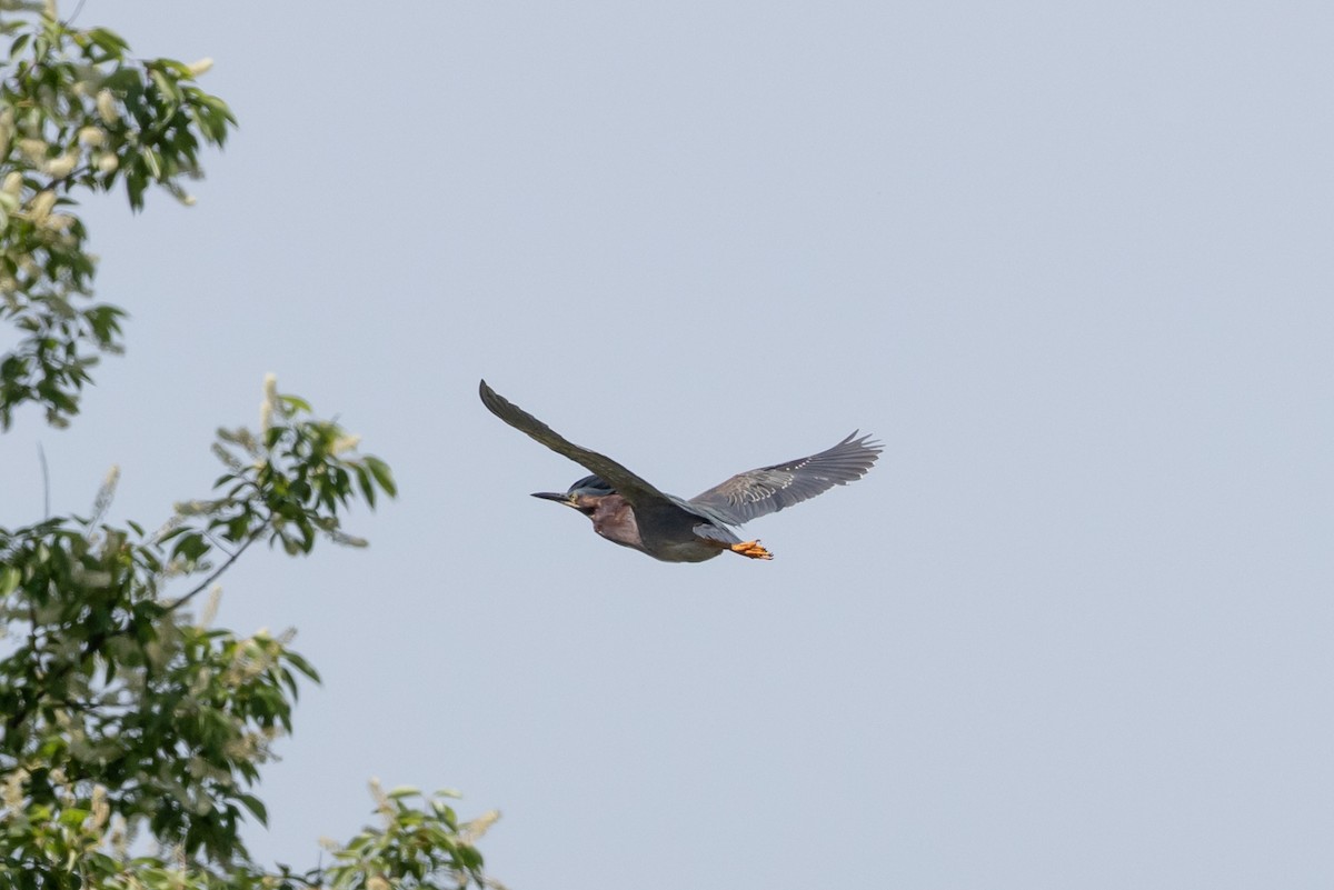 Green Heron - Greg Harrington