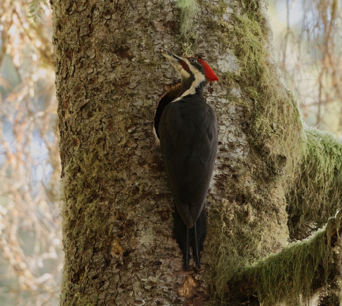 Pileated Woodpecker - Richard Niemeyer