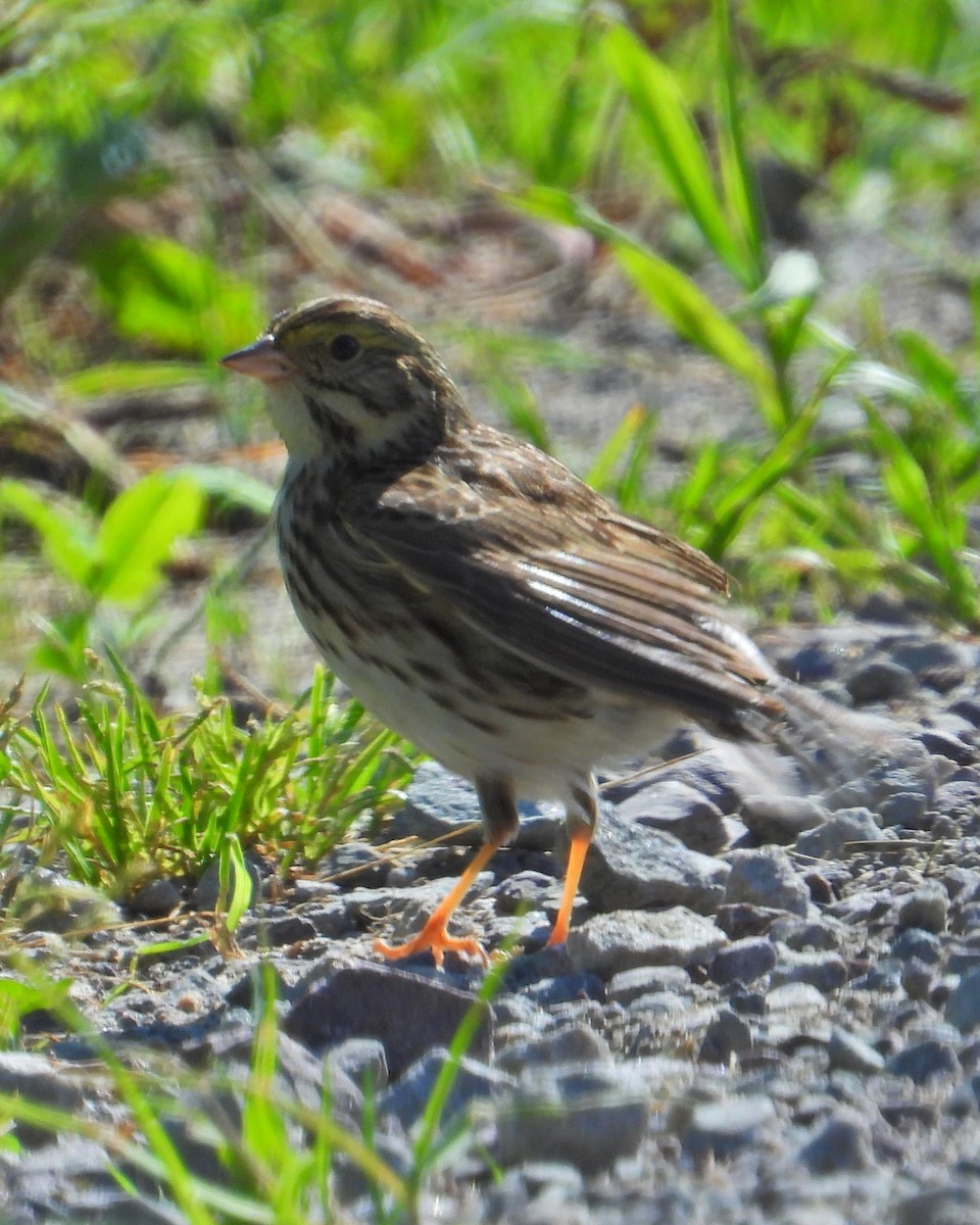 Savannah Sparrow - Mark Malec