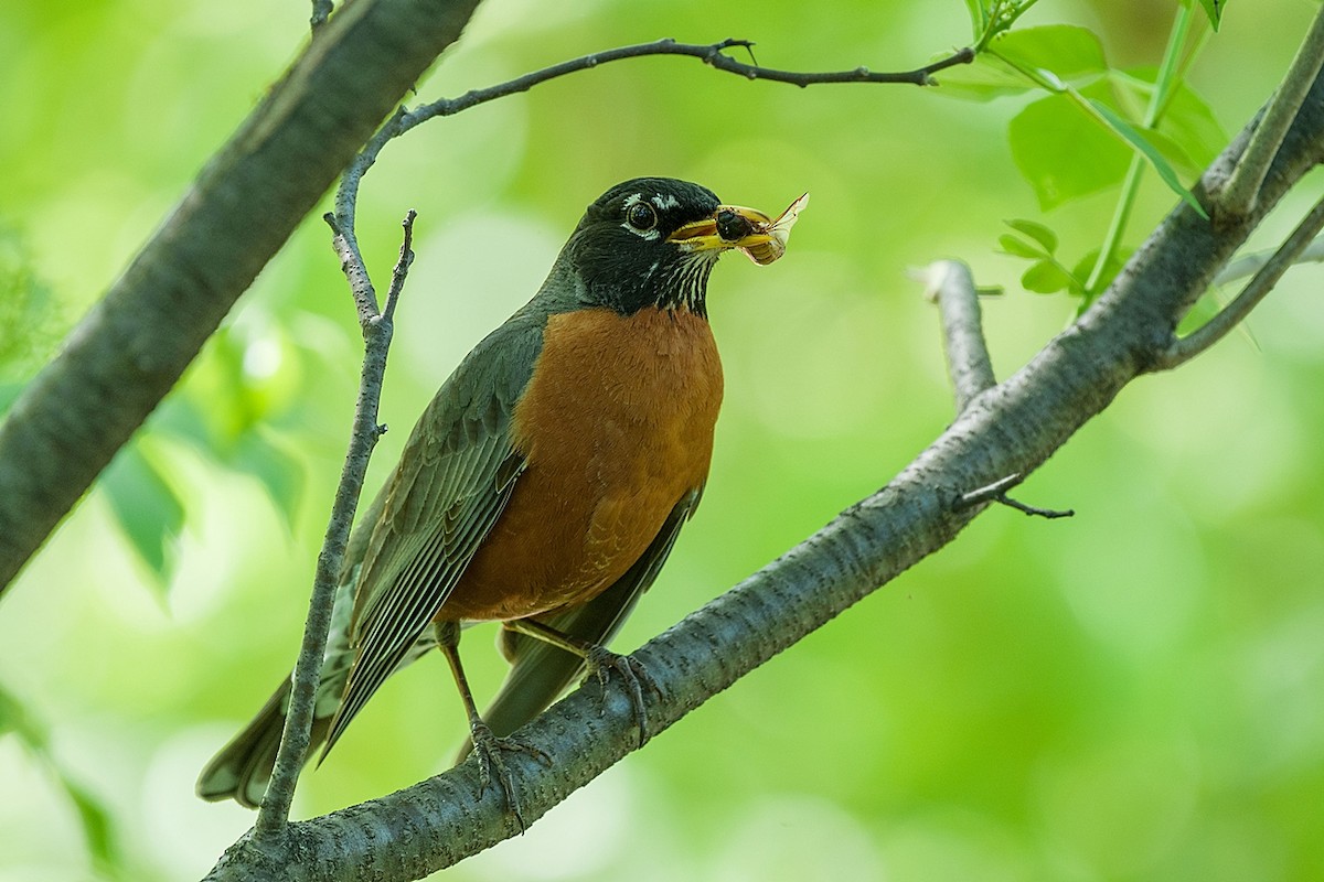 American Robin - ML619626907