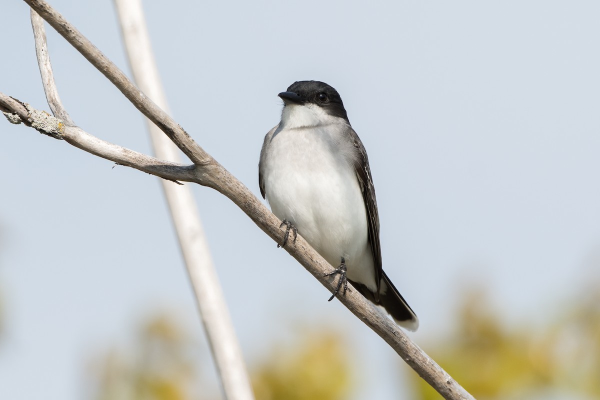 Eastern Kingbird - ML619626909